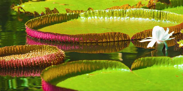 water lily in mauritius ssr botanical garden